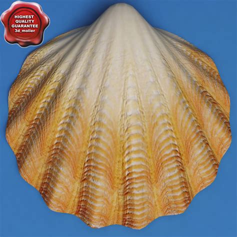 clam seashell 3d model