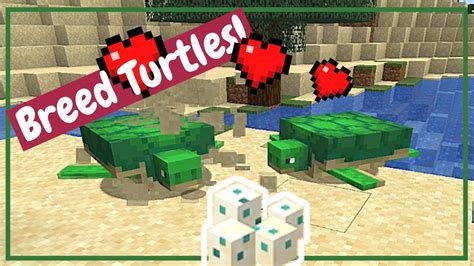 How to Breed Turtles - Minecraft Tutorial - YouTube