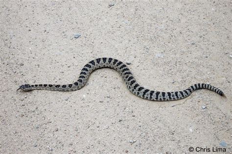 Great Basin Rattlesnake - Crotalus oreganus lutosus