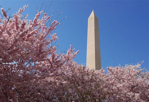 white life in: Fun Facts About The Washington Monument