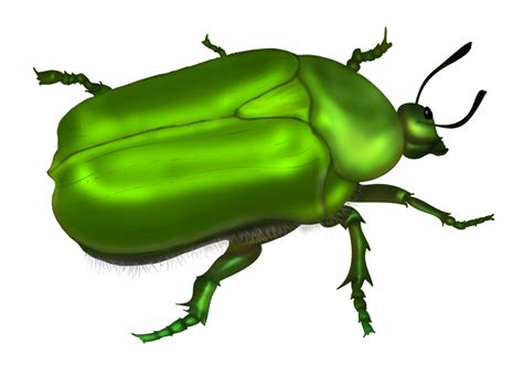 Beetle Drawing Clip art - beetle png download - 1024*739 - Free Transparent Beetle png Download ...