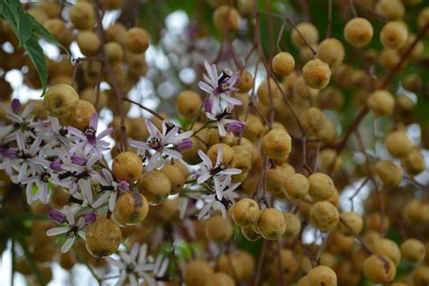 Chinaberry Tree Image