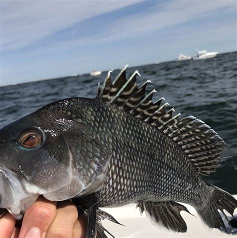 black-sea-bass-on-reef | LBI Fishing Report