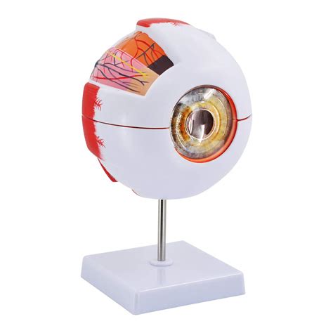 Buy Eye Anatomy Model, 6X d Eyeball Model, Human Eye Anatomical Model ...