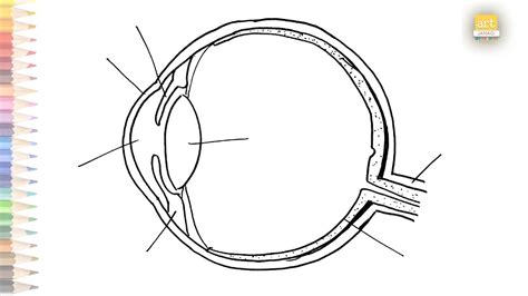 Human Eye Diagram Human Eye Anatomy Human Eye Diagram Easy Draw A | sexiezpix Web Porn