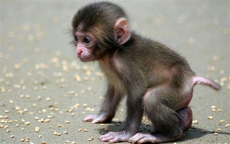 Baby Monkey Wallpapers - Wallpaper Cave