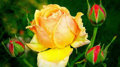 Beautiful Yellow Rose 1920 x 1080 HDTV 1080p Wallpaper