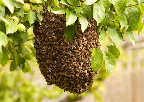 What to Do Should You See a Bee Swarm - Manuka Honey USA