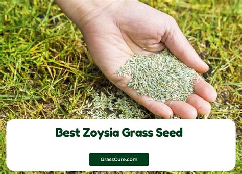 5 Best Zoysia Grass Seed 2024 | Grass Cure