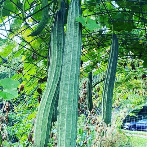 Luffa acutangula Sponge Angled Chinese Okra Ridged Gourd Sinkwa Silky ...