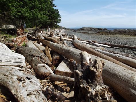 DRIFTWOOD | Driftwood, Photography, Photographer