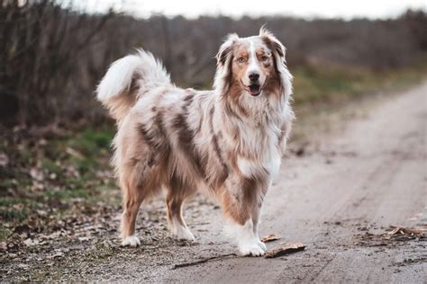 Tail Talk: Exploring the Intriguing World of Australian Shepherd Tails