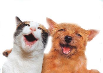 Barks and Blooms: Friday Funny--Cat Friend vs. Dog Friend