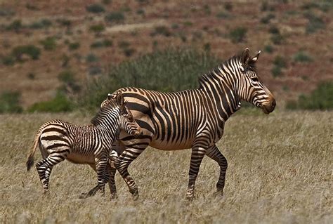 Cape Mountain Zebra | Mountain zebra, Endangered animals, Zebra