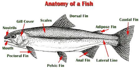 Simplify hugely and use with a coloured picture to show fins, eyes ...