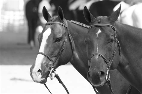 American Quarter Horse Association | American Quarter Horse … | Flickr