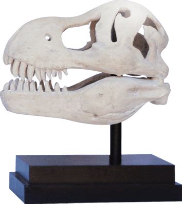 T Rex Dinosaur Skull On Base - Sculpture & Statue