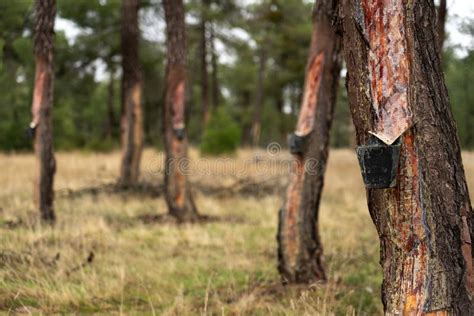 Resin Extraction Of Portuguese Pine Tree Stock Image - Image of incise ...