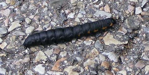 Black hairless caterpillar with orange spots on sides - Cucullia intermedia - BugGuide.Net