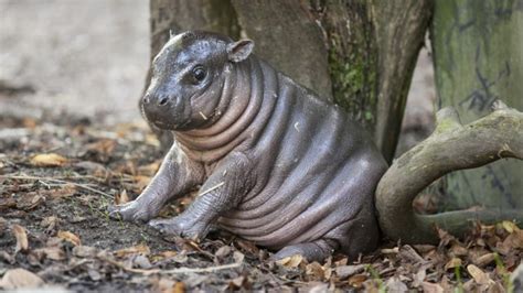 See why this adorable baby hippo has been nicknamed 'Michelin Man'