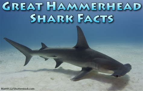 Great Hammerhead Shark Facts, Pictures & Video. Discover An Incredible Endangered Shark