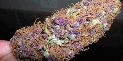 20 Popular Purple Cannabis Strains – The Chill Bud