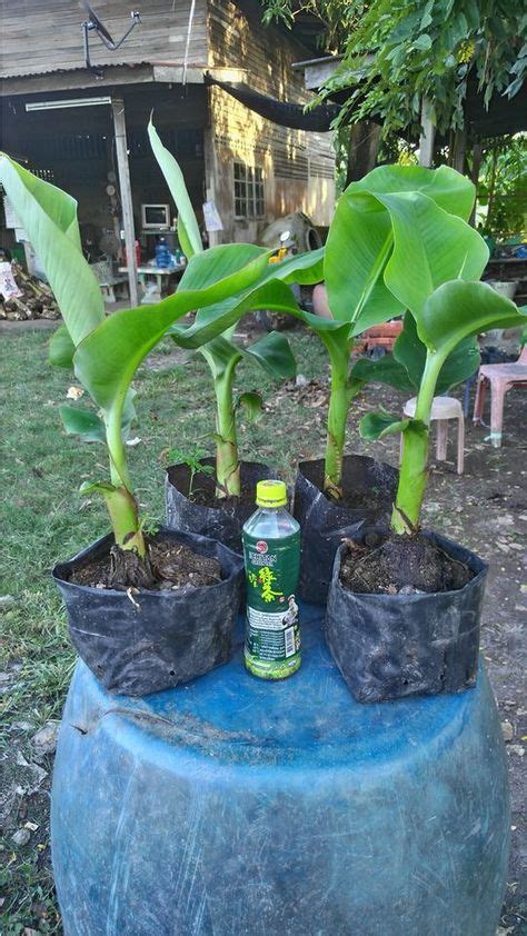 How to Grow Banana Plants Indoors and Outdoor - GoWritter | Banana plant care, Banana plants, Plants