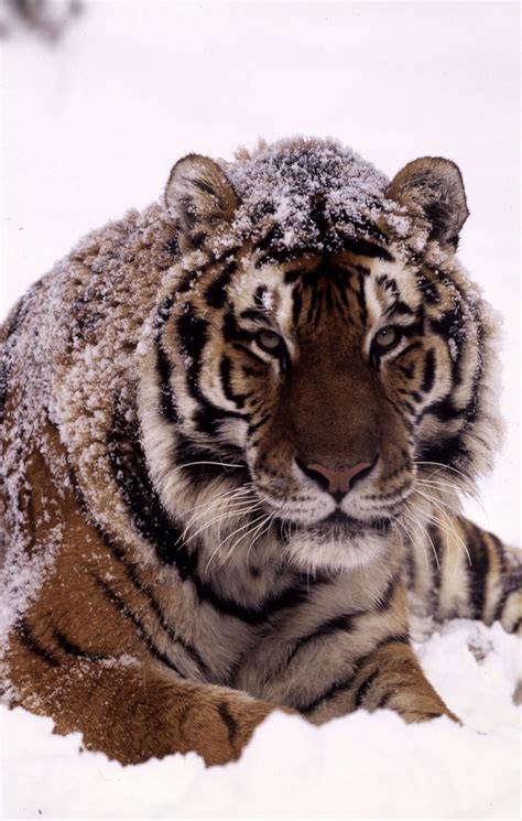 Photos document success of prey recovery program for endangered Amur tigers | WWF