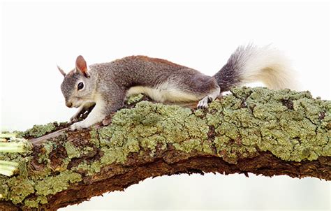 Abert Squirrel Sciurus aberti aberti Photograph of Photo of Image of