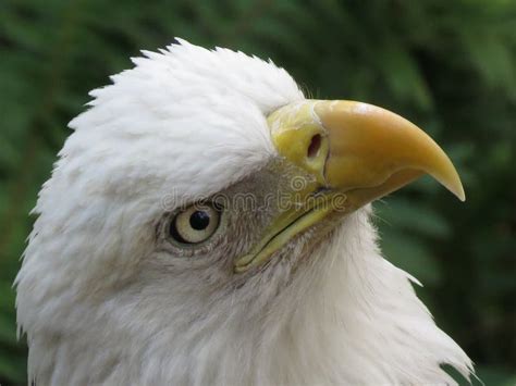 American Bald Eagle stock image. Image of bald, bird - 99464411