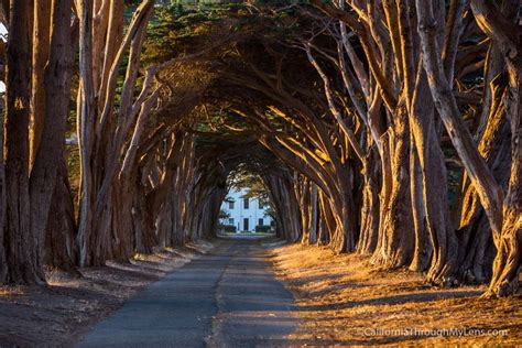 Cypress Tree Tunnel in Point Reyes National Seashore - California ...