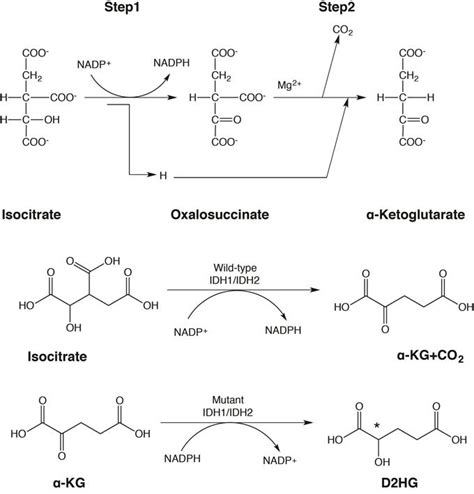 Isocitrate Dehydrogenase Mutations in Human Cancers: Physiopathologic Mechanisms and Therapeutic ...