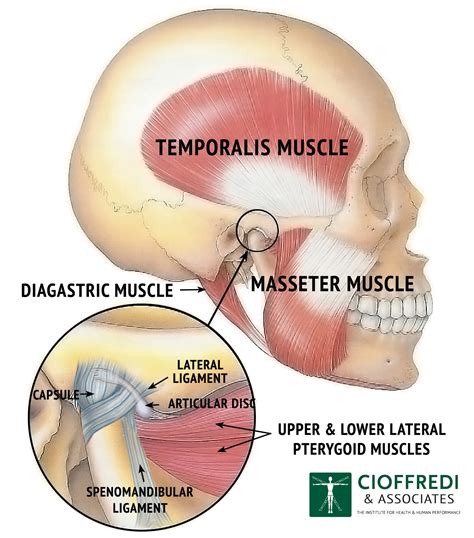 Treating TMJ - Cioffredi & Associates