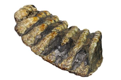 6.7" Partial, Fossil Stegodon Molar - Indonesia (#148201) For Sale - FossilEra.com