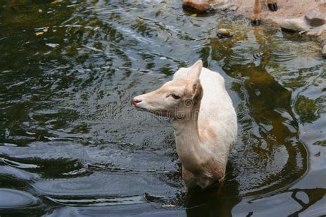 Antelope in water stock photo. Image of dark, eyes, swamp - 116725748