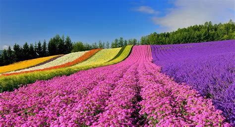 Overwhelmingly gorgeous lavender fields in Furano! Safe, relaxing tour ...