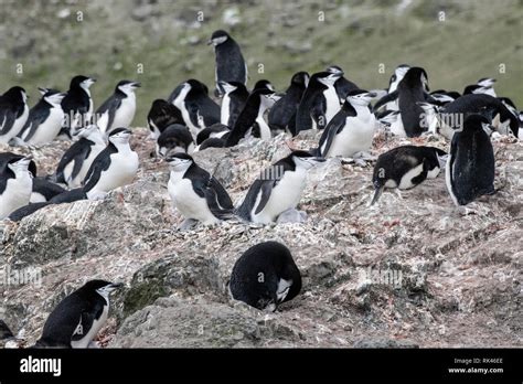 Chinstrap penguin group of adults and young chicks in breeding colony, Antarctica Stock Photo ...