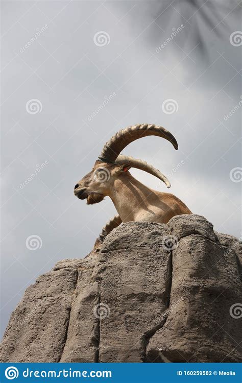 Capra goat on a rock stock photo. Image of horns, rock - 160259582