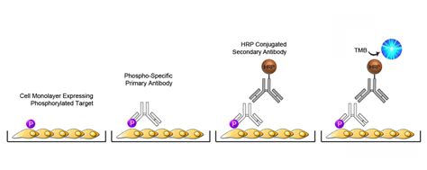 Human CTNND1 / p120 Catenin Qual ELISA Kit | LSBio