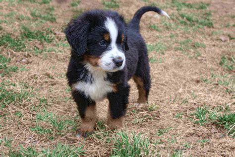 Mini Bernese Mountain Dog Breed : 23 Cool Facts - 2023