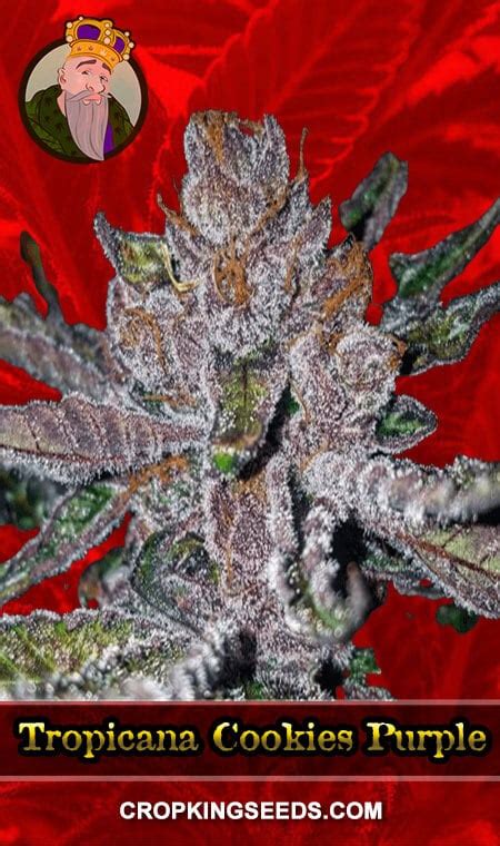 Buy Tropicana Cookies Purple Strain Feminized Marijuana Seeds | Crop King Seeds