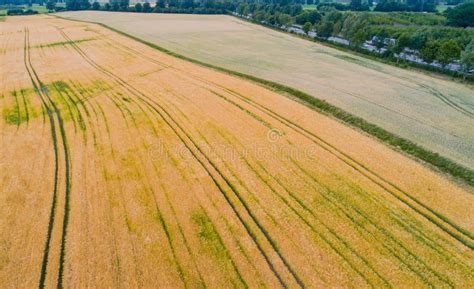 Drone Flight and Aerial View Over a Corn Field Stock Image - Image of field, view: 123836803