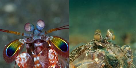 Creature Feature: Smashing Mantis Shrimp - NAD-Lembeh Resort