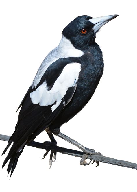 Magpie Bird PNG Image - PurePNG | Free transparent CC0 PNG Image Library