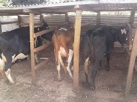 Blackleg Disease In Cattle: Causes, Symptoms And Treatment - Justagric