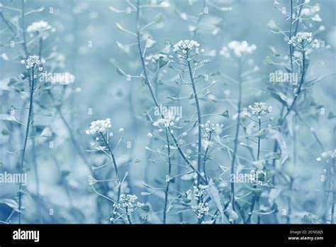 winter flowers background Stock Photo - Alamy