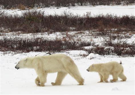 Natural Habitat Polar Bear Trip Report-Tundra Lodge & Churchill based Hotels - Worldwide ...