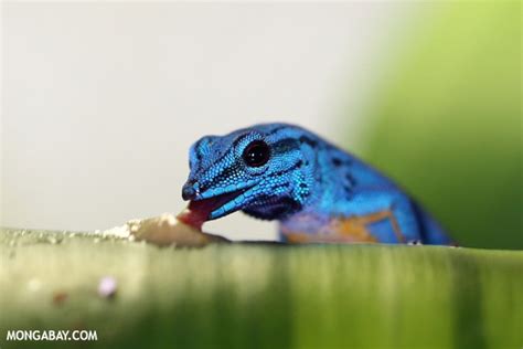 Picture gallery of the day: Day geckos