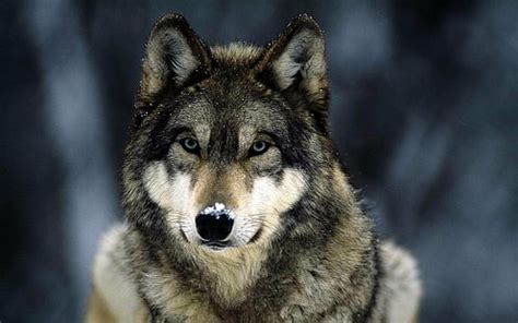 Lobo Animal Wallpaper