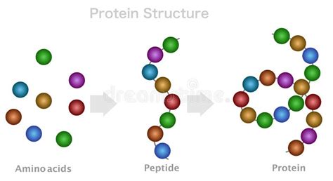 Protein Structure, Amino Acid, Peptide Chain, Polypeptide. DNA ...